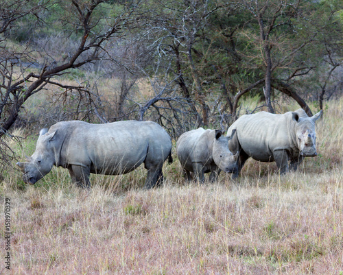 Rhino photo