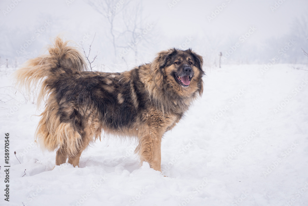 Naklejka premium Shaggy shepherd patrolling on the snowy pasture