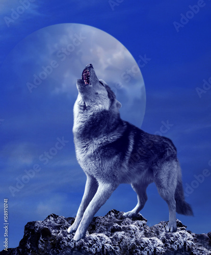 A howling wolf against the background of the night sky with the moon