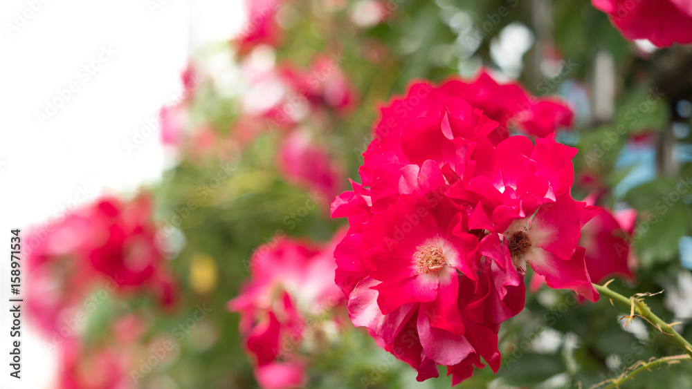 バラの花 バラの花