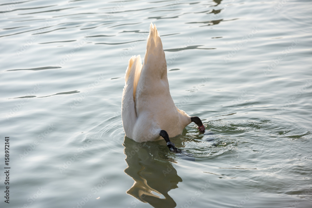 Fototapeta premium Swan eating with the head under water