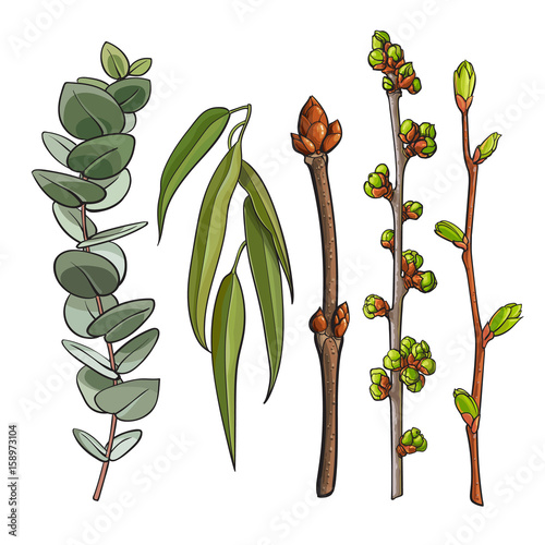 Set of tree twigs with leaf bud ready to burst, willow and eucalyptus branches, sketch vector illustration isolated on white background. Hand drawn spring season tree twigs eucalyptus willow branches