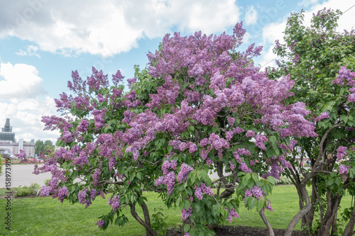 lilac on a background of blue skies