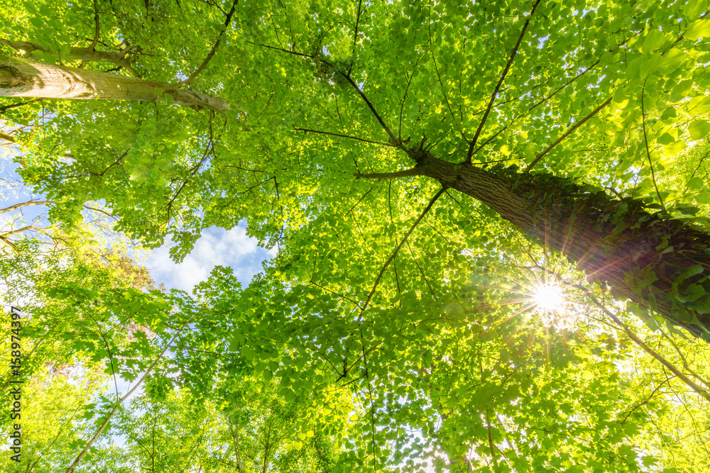 Fototapeta premium Amazing green trees, forest, green leaves and trees. Trees with sunlight. The green nature. Into the forest. Nature composition. 