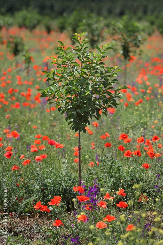 Newly planted cherry orchard in late spring with red poppies, selective focus