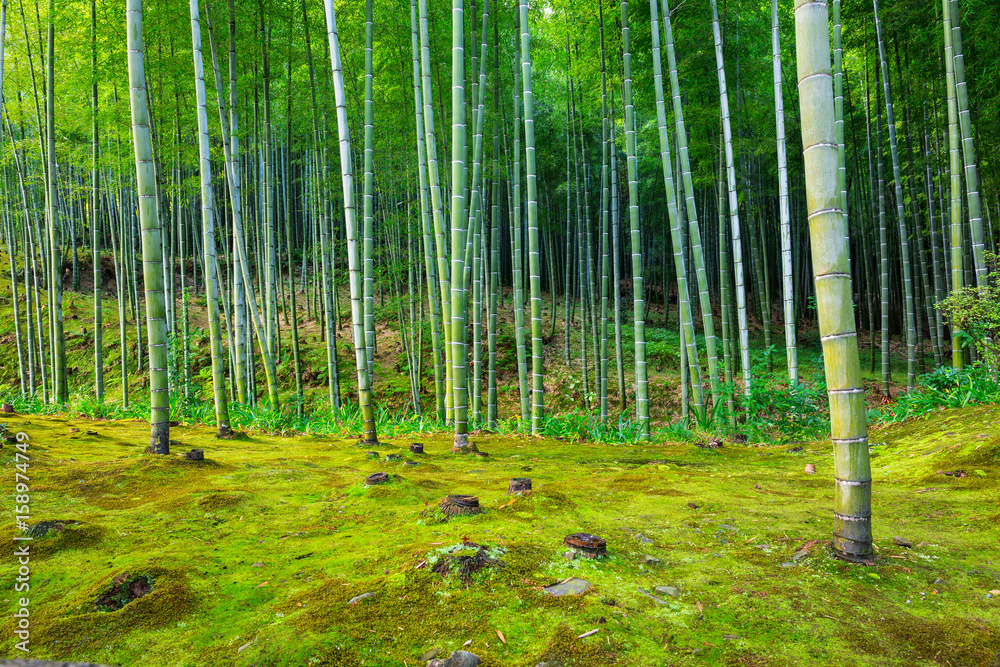 Fototapeta premium Bamboo forest of Arashiyama near Kyoto, Japan