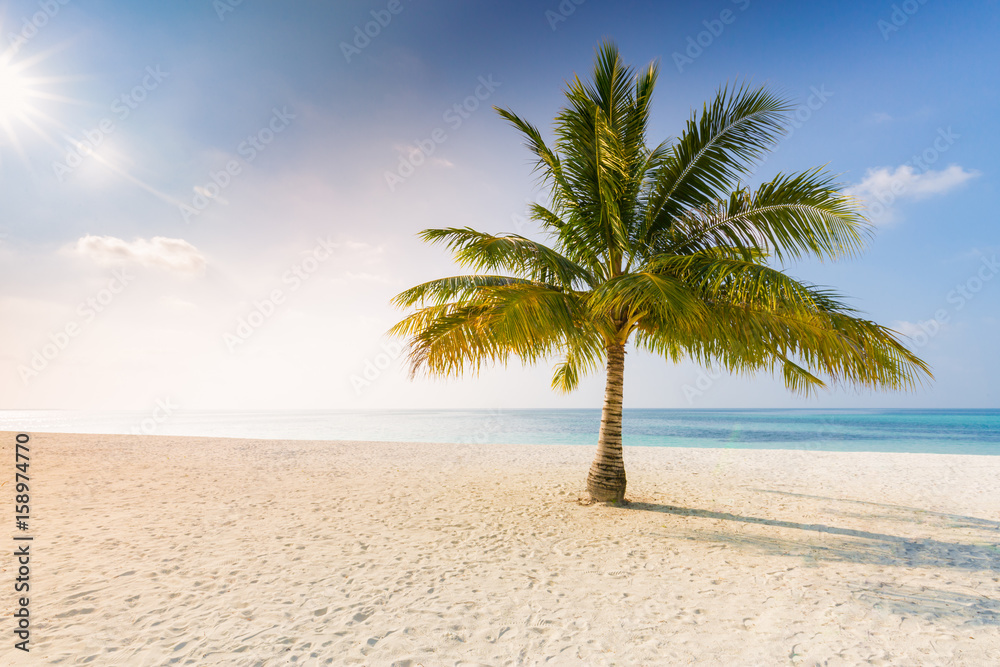 Beautiful palm trees on the beautiful landscape background. Vintage Palm Trees Vintage clear summer skies. Tropical beach palm trees relaxation zen inspirational nature background concept