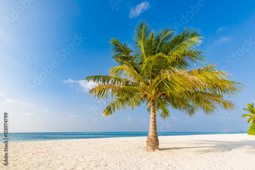 Beautiful palm trees on the beautiful landscape background. Vintage Palm Trees Vintage clear summer skies. Tropical beach palm trees relaxation zen inspirational nature background concept © icemanphotos