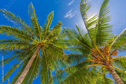 Fototapeta Naklejka Na Ścianę i Meble -  Beautiful palm trees on the beautiful landscape background. Vintage Palm Trees Vintage clear summer skies. Tropical beach palm trees relaxation zen inspirational nature background concept