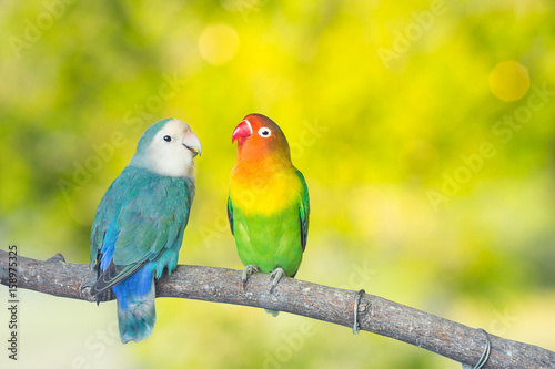 Obraz na płótnie Blue and green Lovebird parrots sitting together on a tree branch.Sunshine light evening w salonie