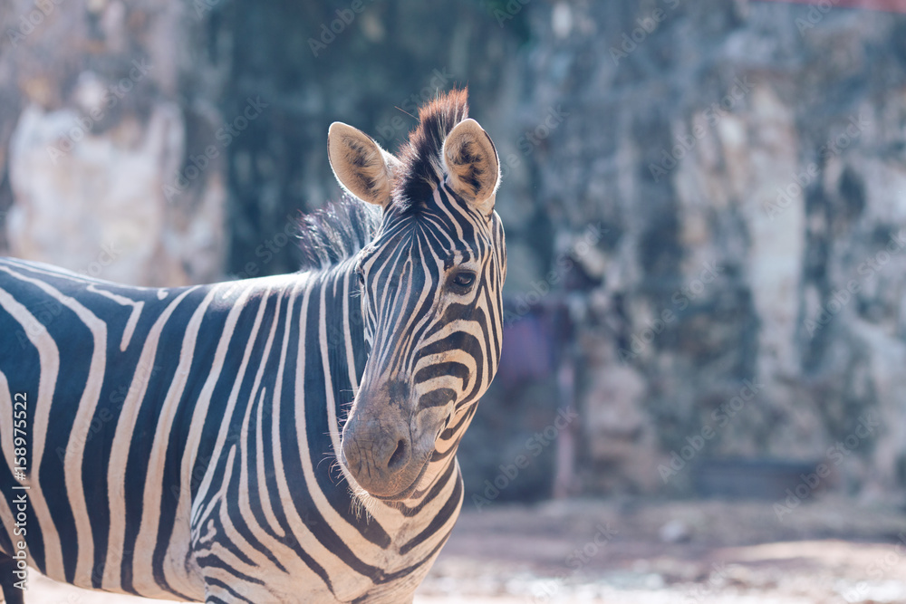 Fototapeta premium portrait of zebra Natural background