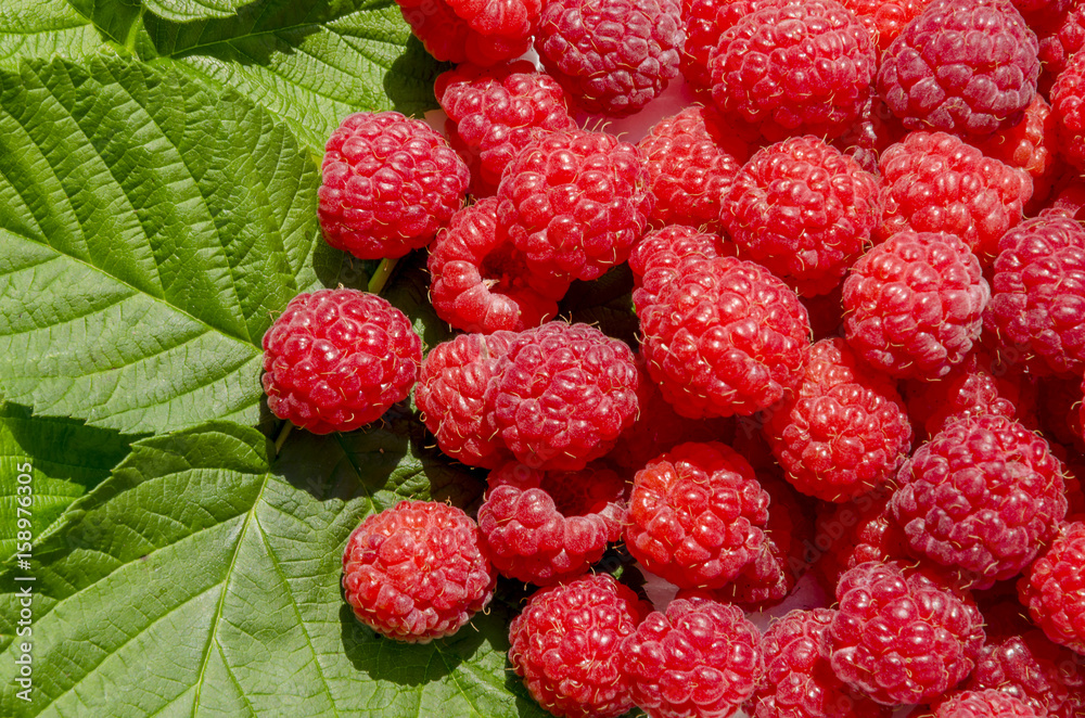 Red berry raspberries Red berry raspberries