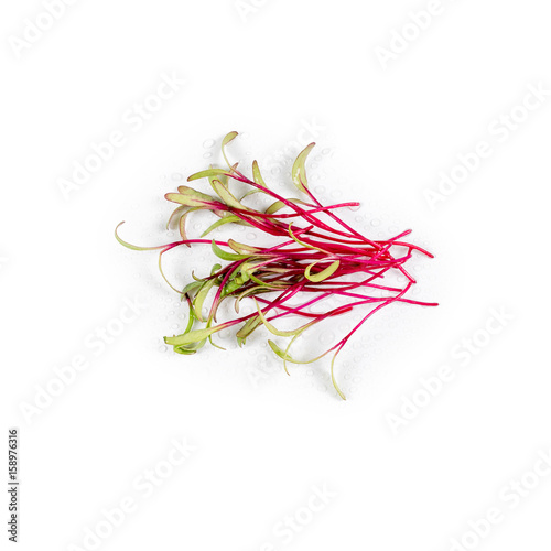 Heap of beet micro greens on white background. Healthy eating concept of fresh garden produce organically grown as a symbol of health and vitamins from nature. Microgreens closeup.