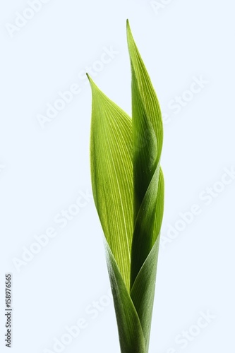 Leaves of lily of the valley