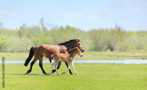 A horse with a foal runs across the field. © Vadim
