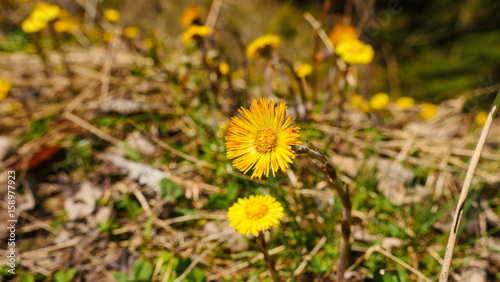 yellow dandelions in the grass