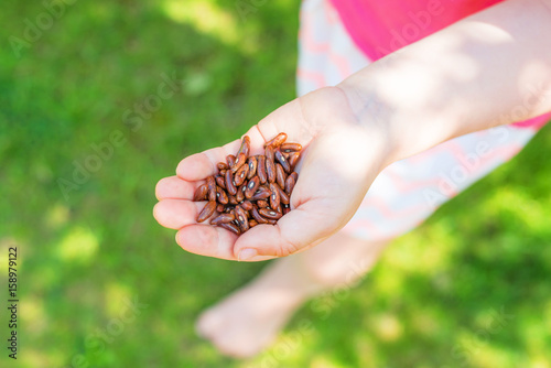 Photos enfant plantant des haricots