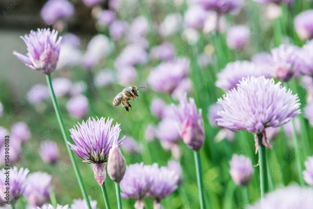 Fliegende Honig Biene mit blühende Schnittlauch Blüten Fliegende Honig Biene mit blühende Schnittlauch Blüten