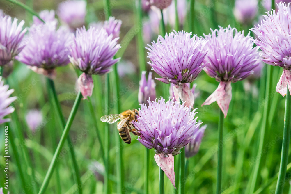 Fliegende Honig Biene mit blühende Schnittlauch Blüten Fliegende Honig Biene mit blühende Schnittlauch Blüten