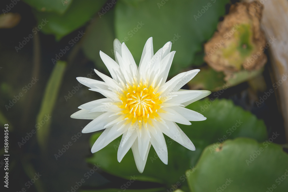 Beautiful Thai Lotus in the pond. Beautiful Thai Lotus in the pond.