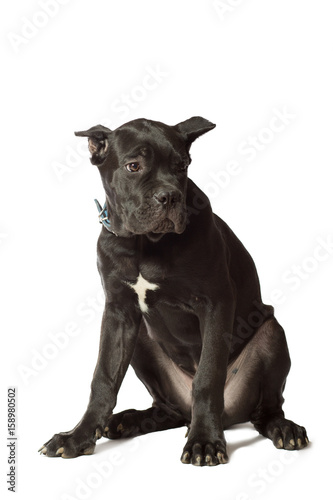 Puppy age 3 months of Cane Corso breed of black color  isolated on white