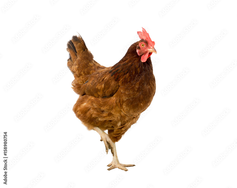 Fototapeta premium brown hen isolated on white, copy space,clipping path