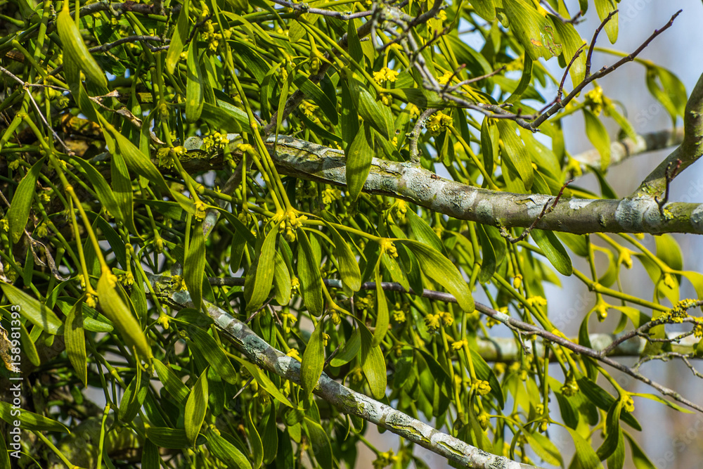 Mistletoe Mistletoe
