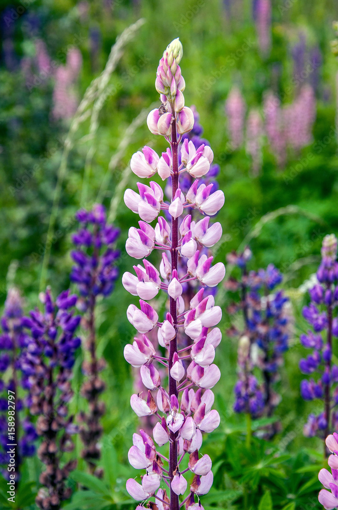 Pink lupine in bloom