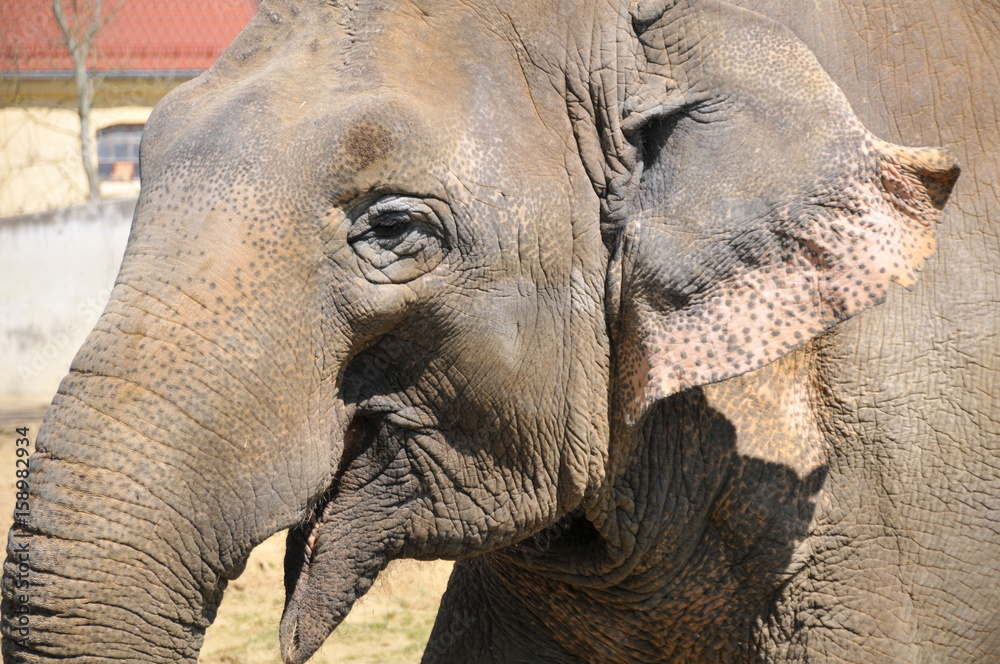 Fototapeta premium Elephant Smile