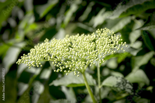 Elderberry blossom