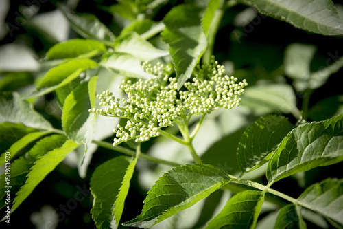 Elderberry blossom
