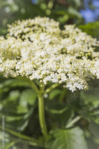 Elderberry blossom