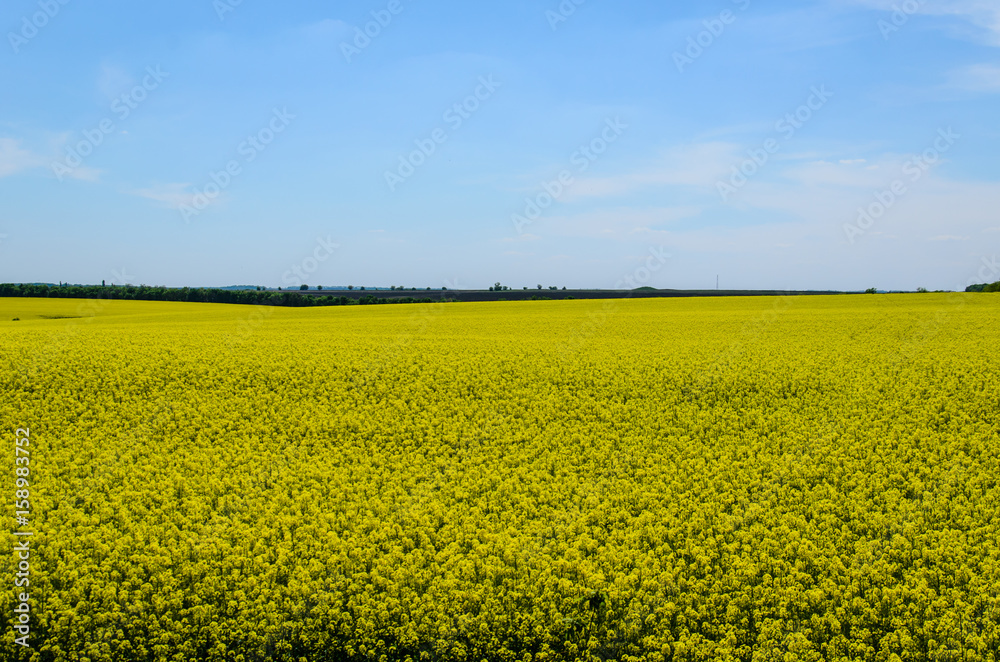 Field of the blossoming canola on spring Field of the blossoming canola on spring