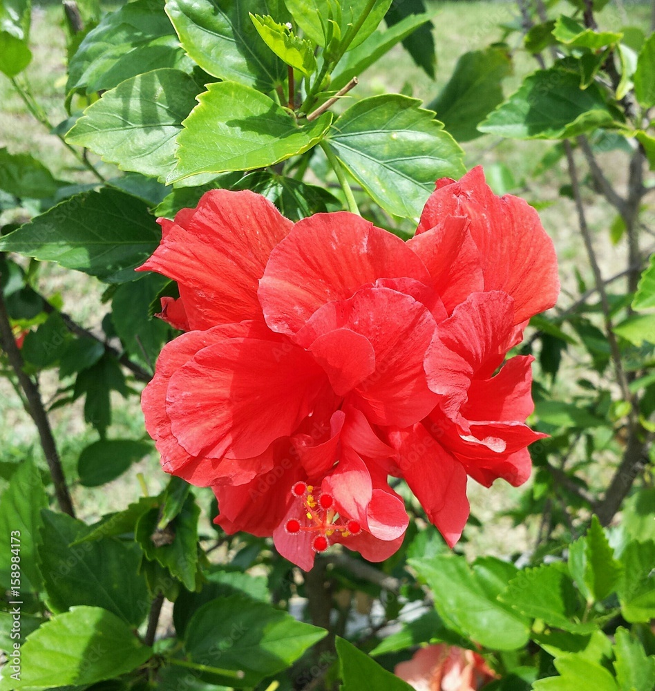 Red hibiscus flower in the garden in Florida, closeup 