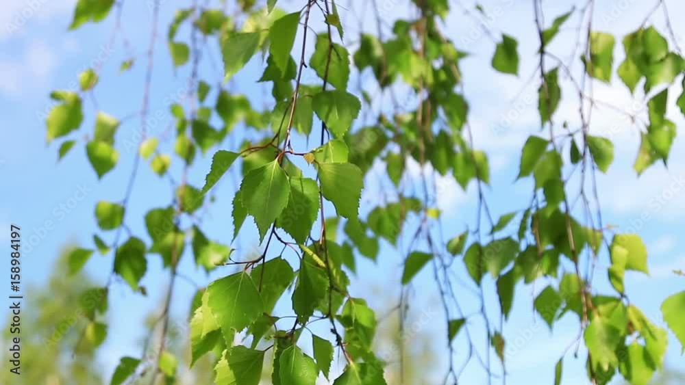 birch leaves in the field in the spring. Dolly video birch leaves in the field in the spring. Dolly video