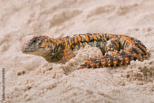 Saharan Spiny Tailed Lizard (Uromastyx geyri)/Uromastyx Geyri lizard in sand