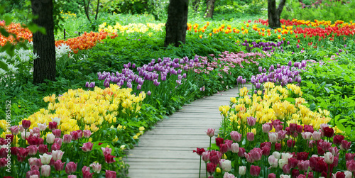 Fototapeta Naklejka Na Ścianę i Meble -  Flowering tulips in the garden