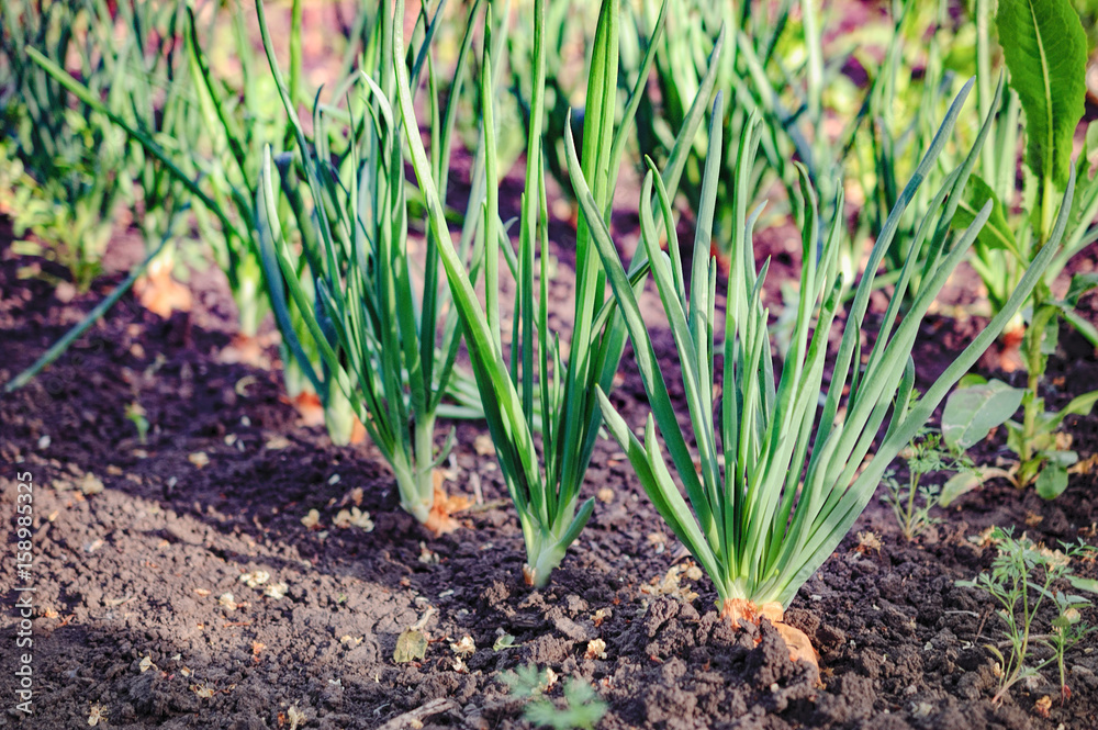 An onion patch. Growing green onion stalks in the vegetable garden in summer day. Selective focus An onion patch. Growing green onion stalks in the vegetable garden in summer day. Selective focus