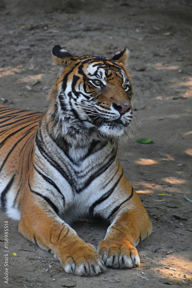 Obraz premium Close up of Sumatran tiger laying on the ground