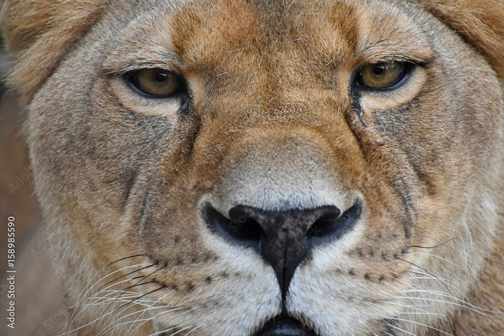 Fototapeta premium Extreme close up portrait of female lioness