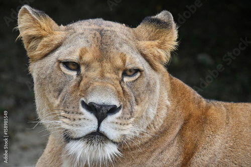 Close up portrait of female African lioness