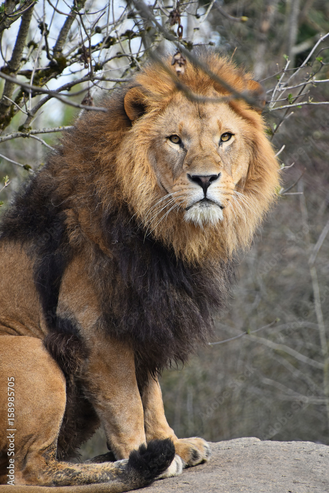 Close up portrait of lion looking at camera