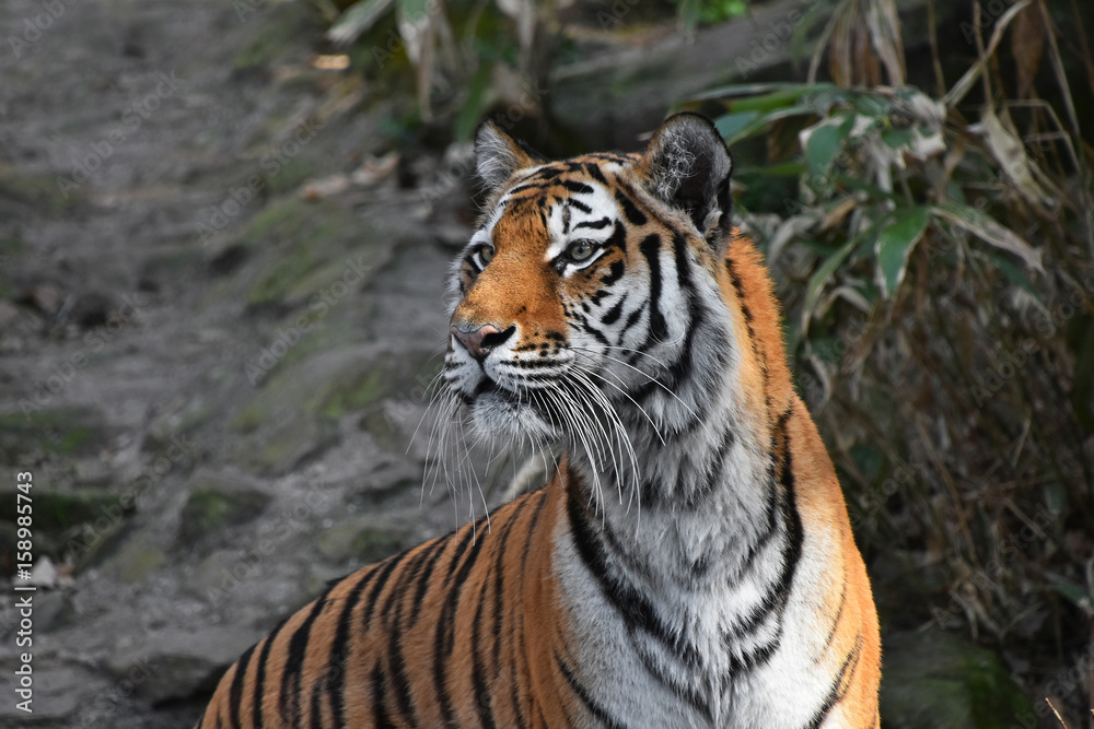 Close up side portrait of Siberian Amur tiger Close up side portrait of Siberian Amur tiger