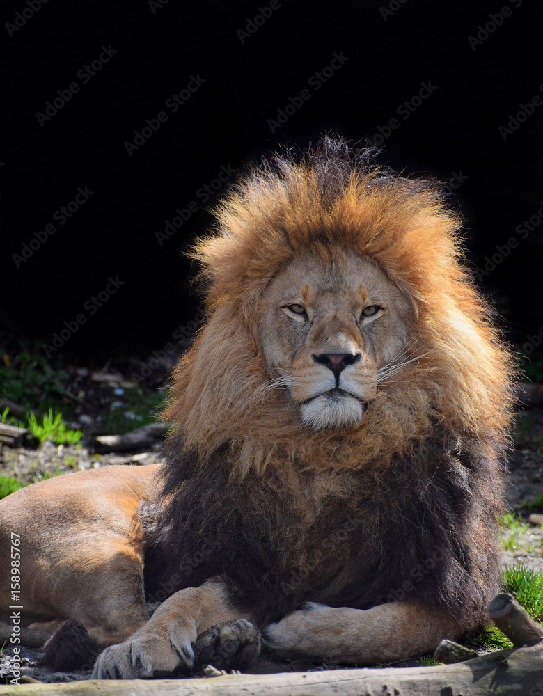 Close up portrait of African lion resting Close up portrait of African lion resting