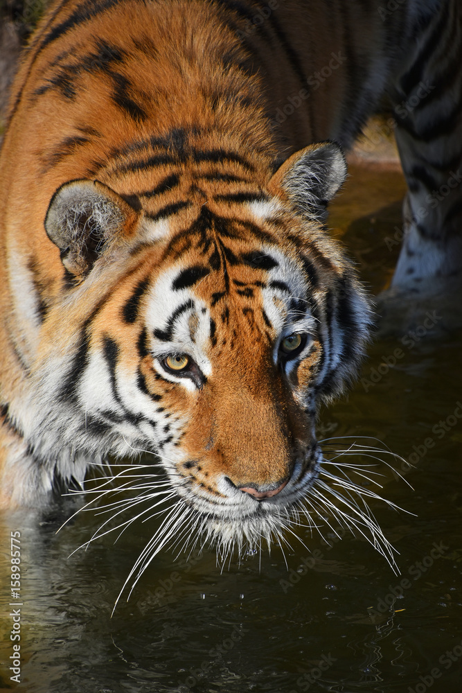 Close up portrait of Siberian Amur tiger
