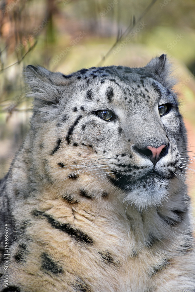 Close up portrait of snow leopard Close up portrait of snow leopard