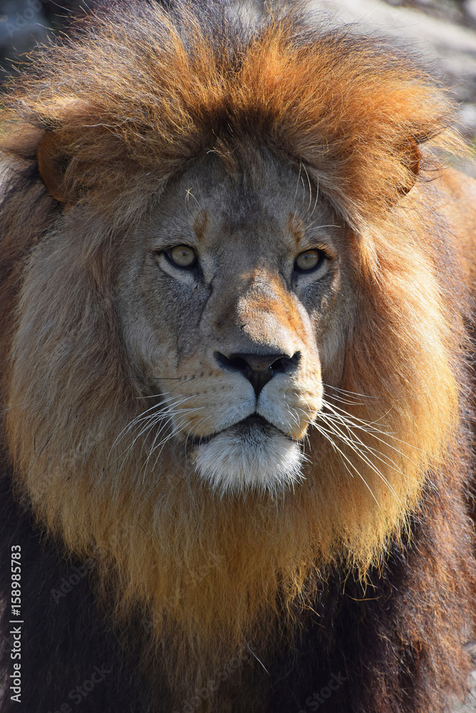 Close up portrait of African lion