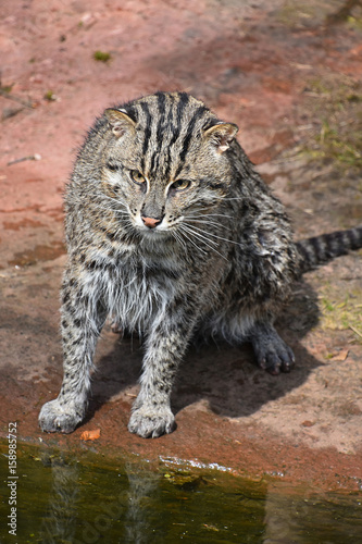 Portrait of wet fishing cat looking at camera photo