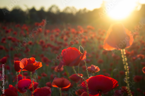 Closeup of poppy flower at sunset