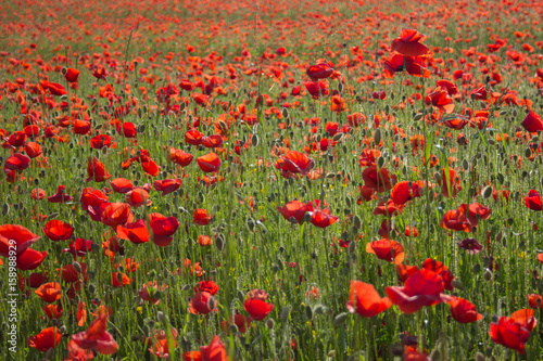 Endless field of poppy flowers © schtreuman